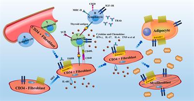 A review of TSHR- and IGF-1R-related pathogenesis and treatment of Graves’ orbitopathy